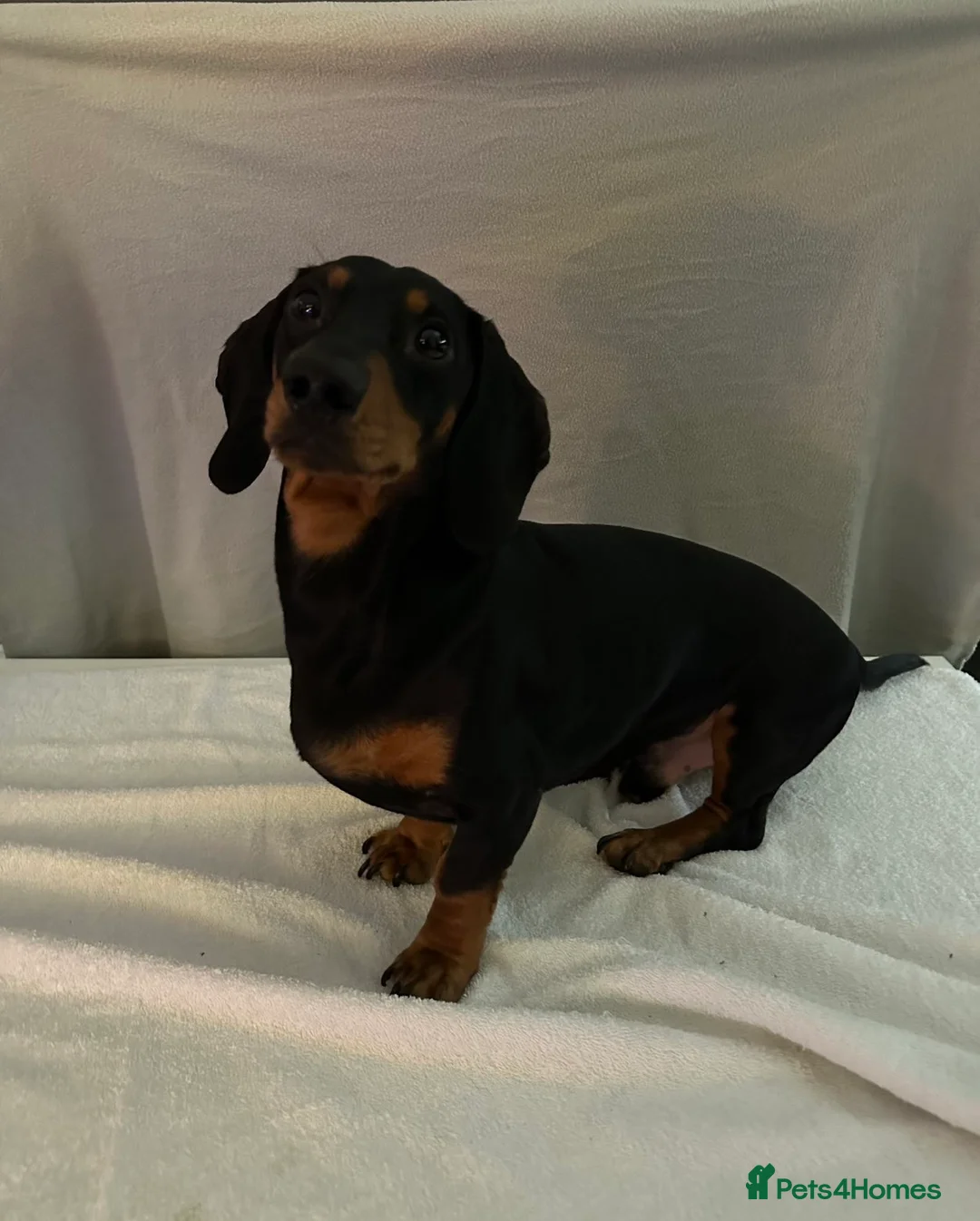 Dachshund dogs for sale: 2 beautiful dachshund  - Advert 6