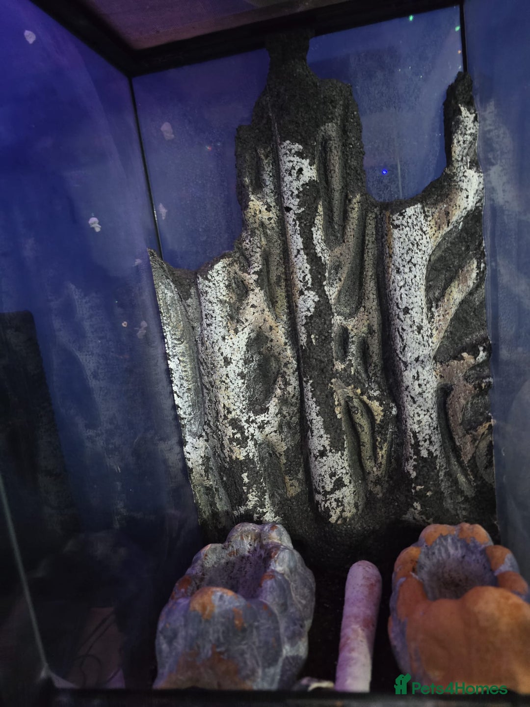 Crabs invertebrates for sale: Hammy the purple claw hermit crab - Advert 3