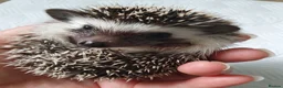 Pygmy Hedgehog rodents for sale: Full pedigree African pygmy hedgehog babies  - Advert 23