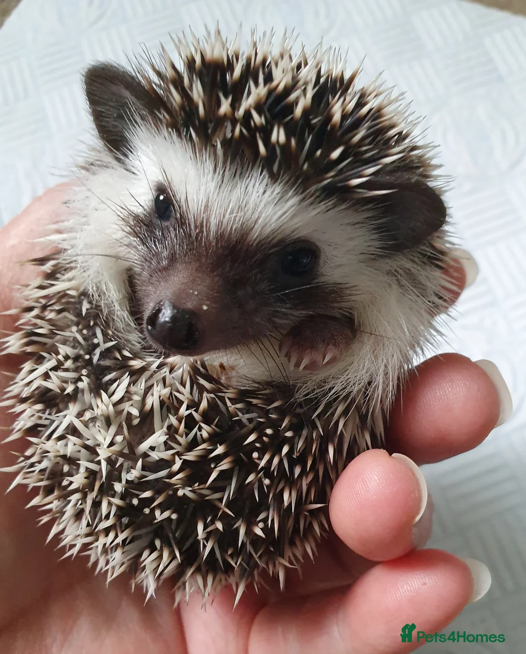 Pygmy Hedgehog rodents for sale: Full pedigree African pygmy hedgehog babies  - Advert 23