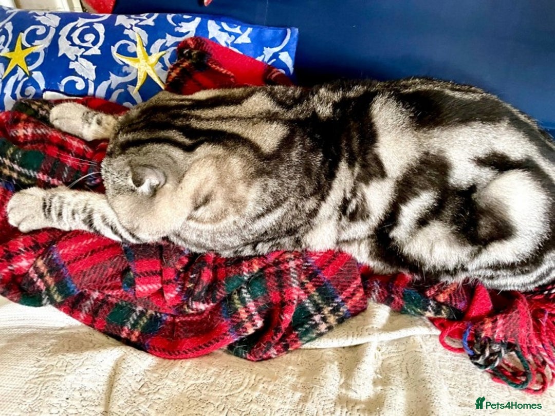 Scottish Fold cats for stud: Scottish Fold Male for Stud in Ilford - Advert 2