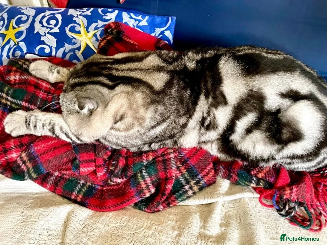 Scottish Fold cats for stud: Scottish Fold Male for Stud in Ilford - Advert 2