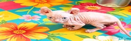 Sphynx cats for sale: GORGEOUS ELF EARED SPHYNX BOY KITTEN  - Advert 1