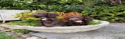Cocker Spaniel dogs for sale: Cocker spaniel puppies  - Advert 13