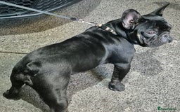 French Bulldog dogs for sale: French bulldog puppies  - Image 3