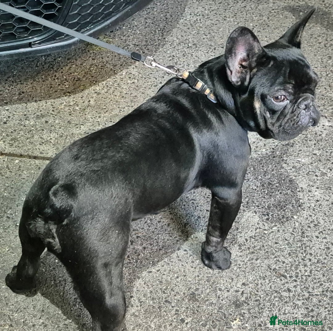 French Bulldog dogs for sale: French bulldog puppies  - Image 3