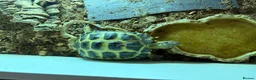 Tortoise reptiles for sale: Horsefield tortoise in Telford - Advert 2