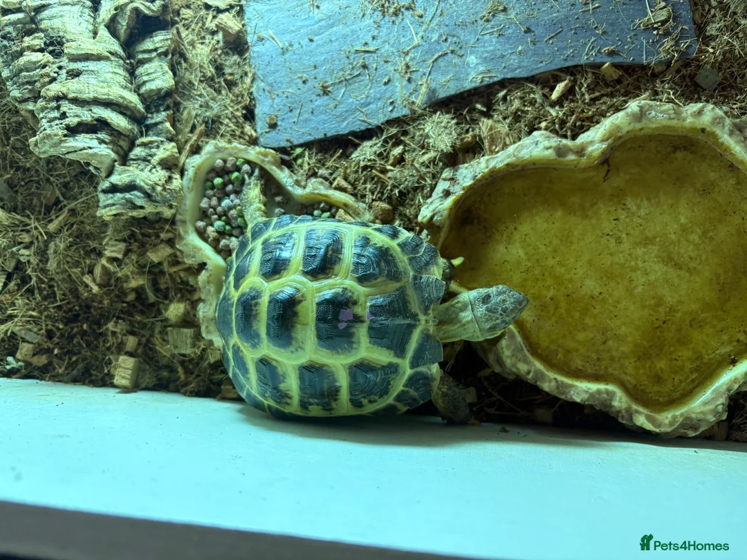 Tortoise reptiles for sale: Horsefield tortoise in Telford - Advert 2