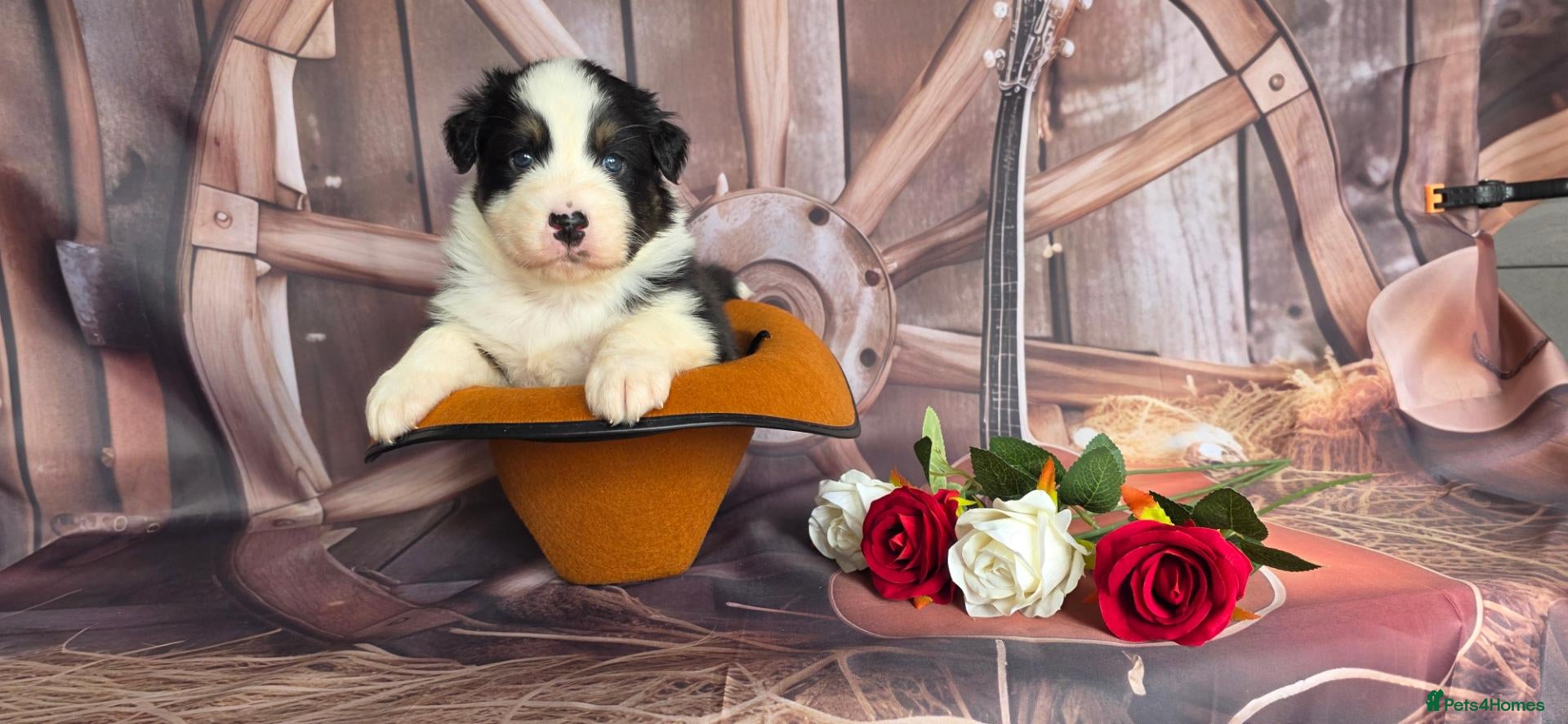 Australian Shepherd dogs Australian shepherds  - Advert 2