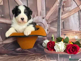 Australian Shepherd dogs Australian shepherds - Advert 9