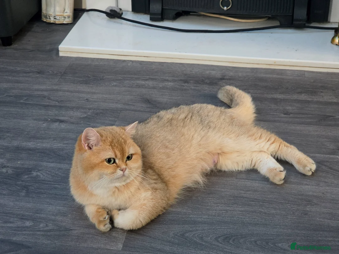 British Shorthair cats for sale: British shorthair lonhsir kittens - Advert 6