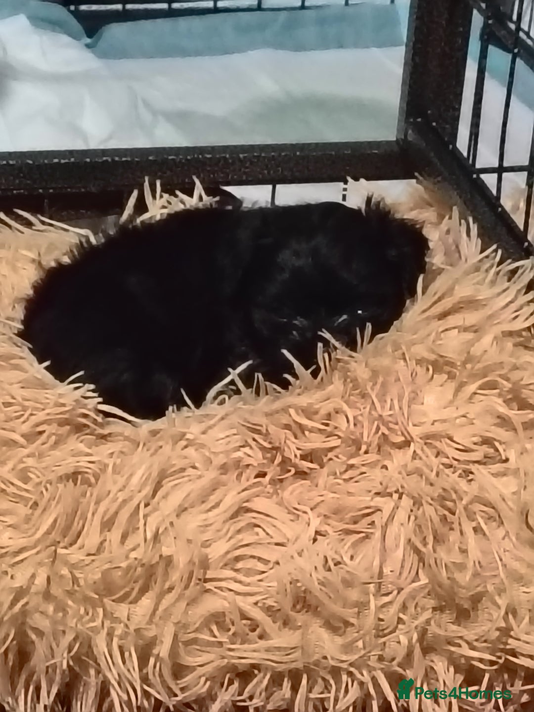 Mixed Breed dogs for sale: Beautiful male mixed breed puppy - Advert 10