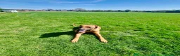 Rhodesian Ridgeback dogs for sale: KC Registered, only 2 left. - Advert 18