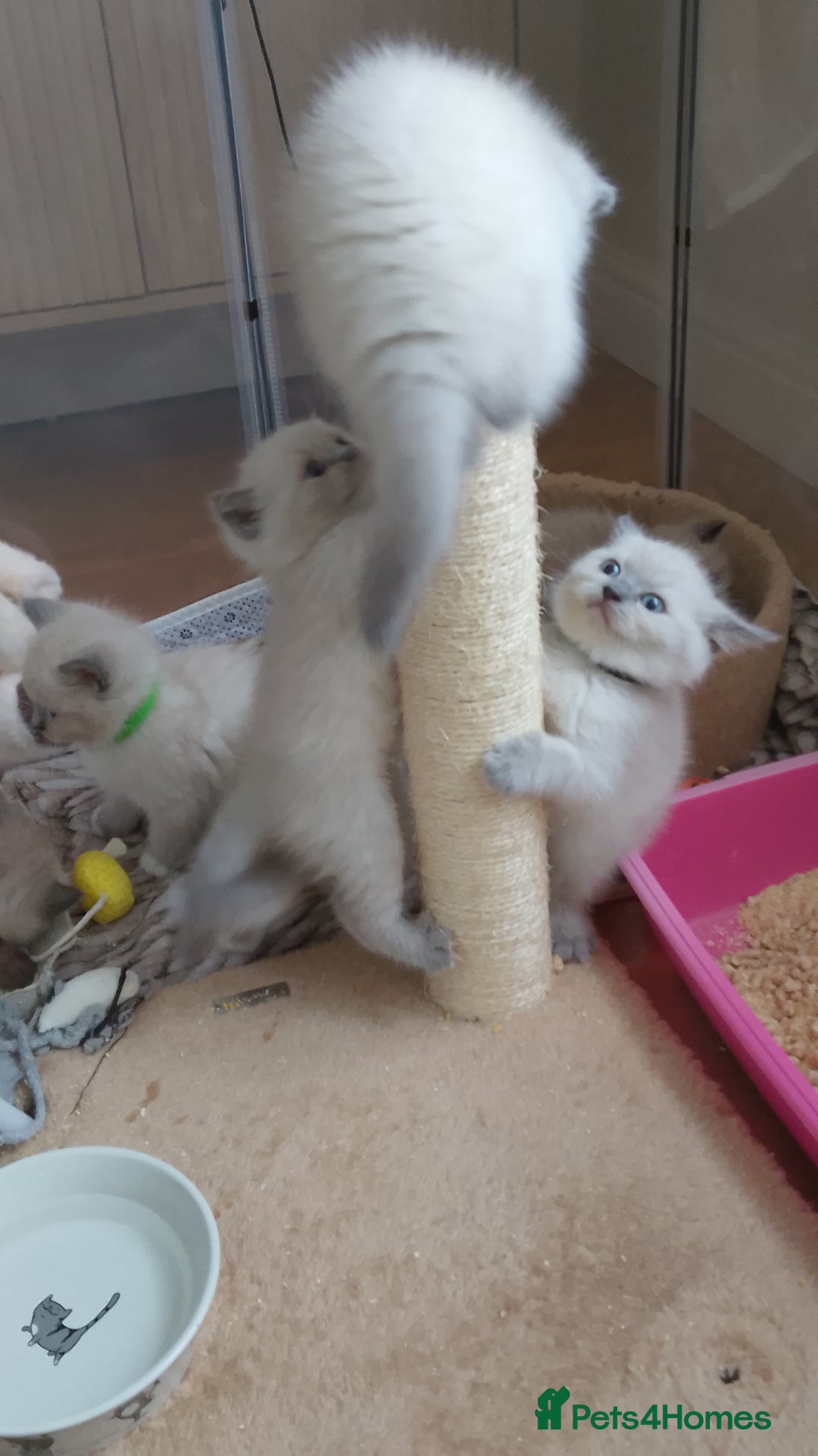 Ragdoll cats for sale: 4 stunning ragdoll kittens left - Image 18