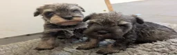 Miniature Schnauzer dogs for sale: KC Health tested Miniature Schnauzer Puppies - Advert 4
