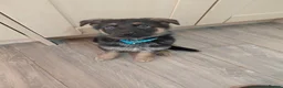 German Shepherd dogs for sale: German Shepherd male Ready now  - Advert 7