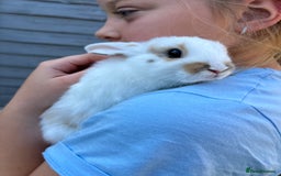 Mixed Breed rabbits for sale: Ready 3 beautiful lion head/English spot bunny’s  - Image 13