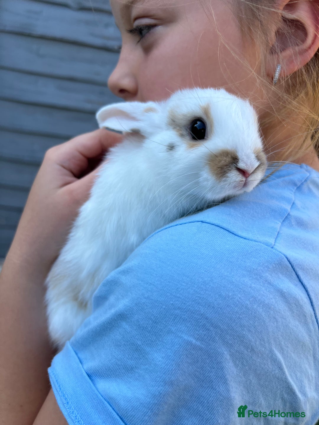Mixed Breed rabbits for sale: Ready 3 beautiful lion head/English spot bunny’s  - Image 13