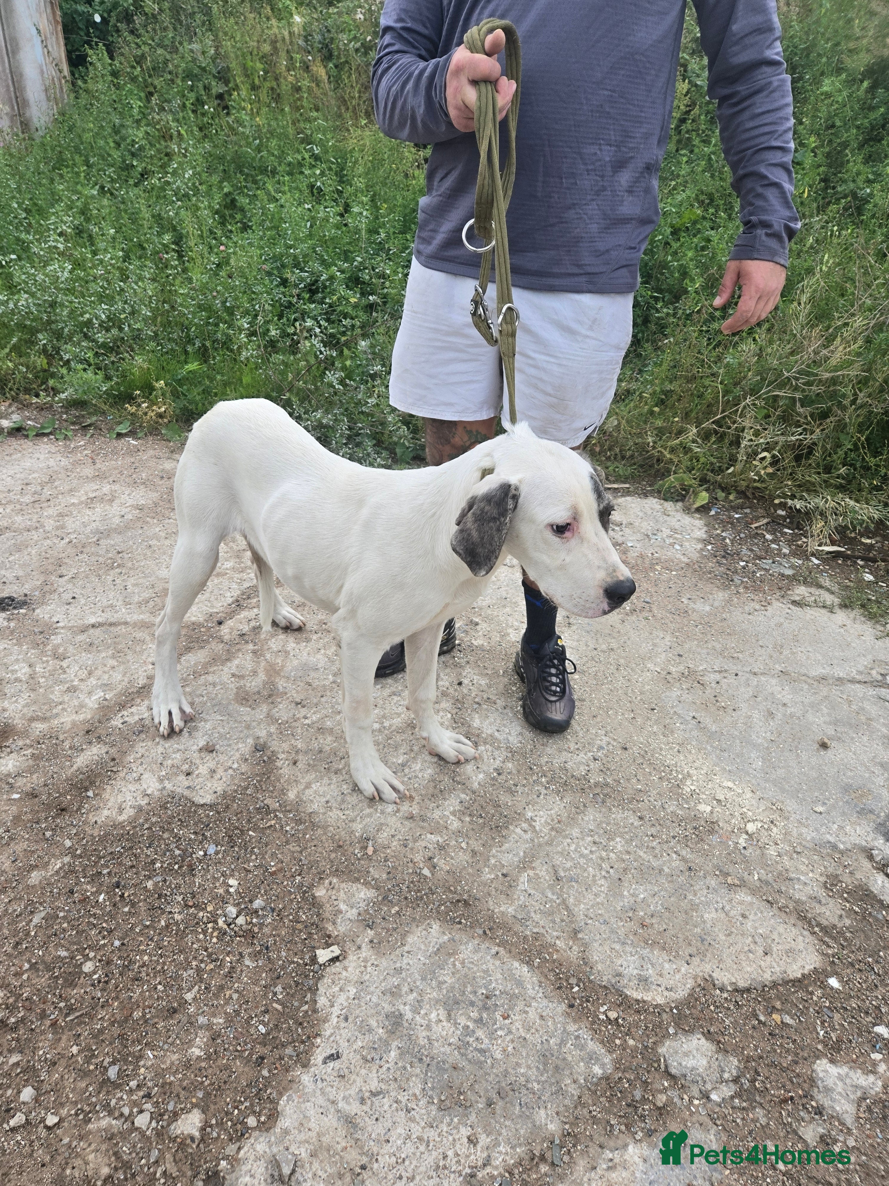 Mixed Breed dogs PresaAlabai - Advert 5