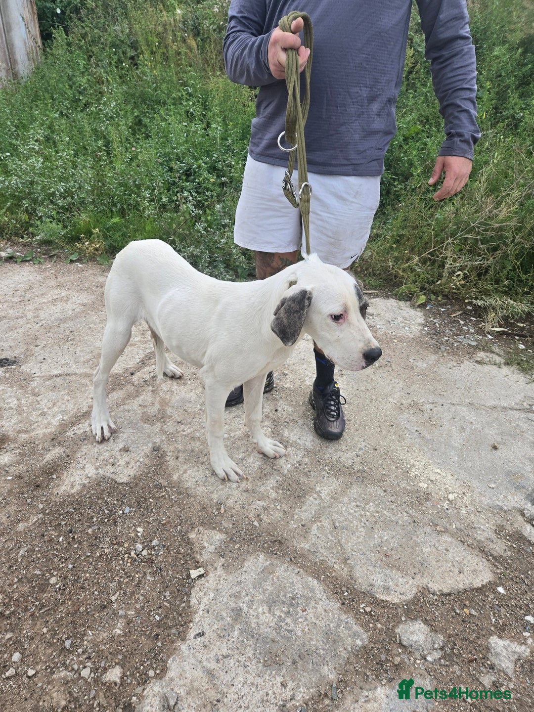 Mixed Breed dogs for sale: PresaAlabai - Advert 1