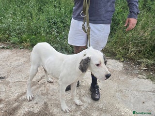 Mixed Breed dogs PresaAlabai - Advert 3