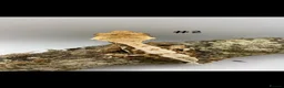 Gecko reptiles for sale: NEW Adult + Juvenile Crested Geckos + Lilly Whites - Advert 4