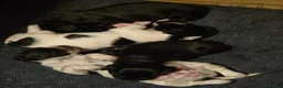 Sprocker dogs for sale: Sprocker puppies for sale  in Holyhead - Advert 9