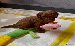 Cockapoo dogs for sale: Stunning Fox Red F1B Cockapoos only 1 girls left - Image 10