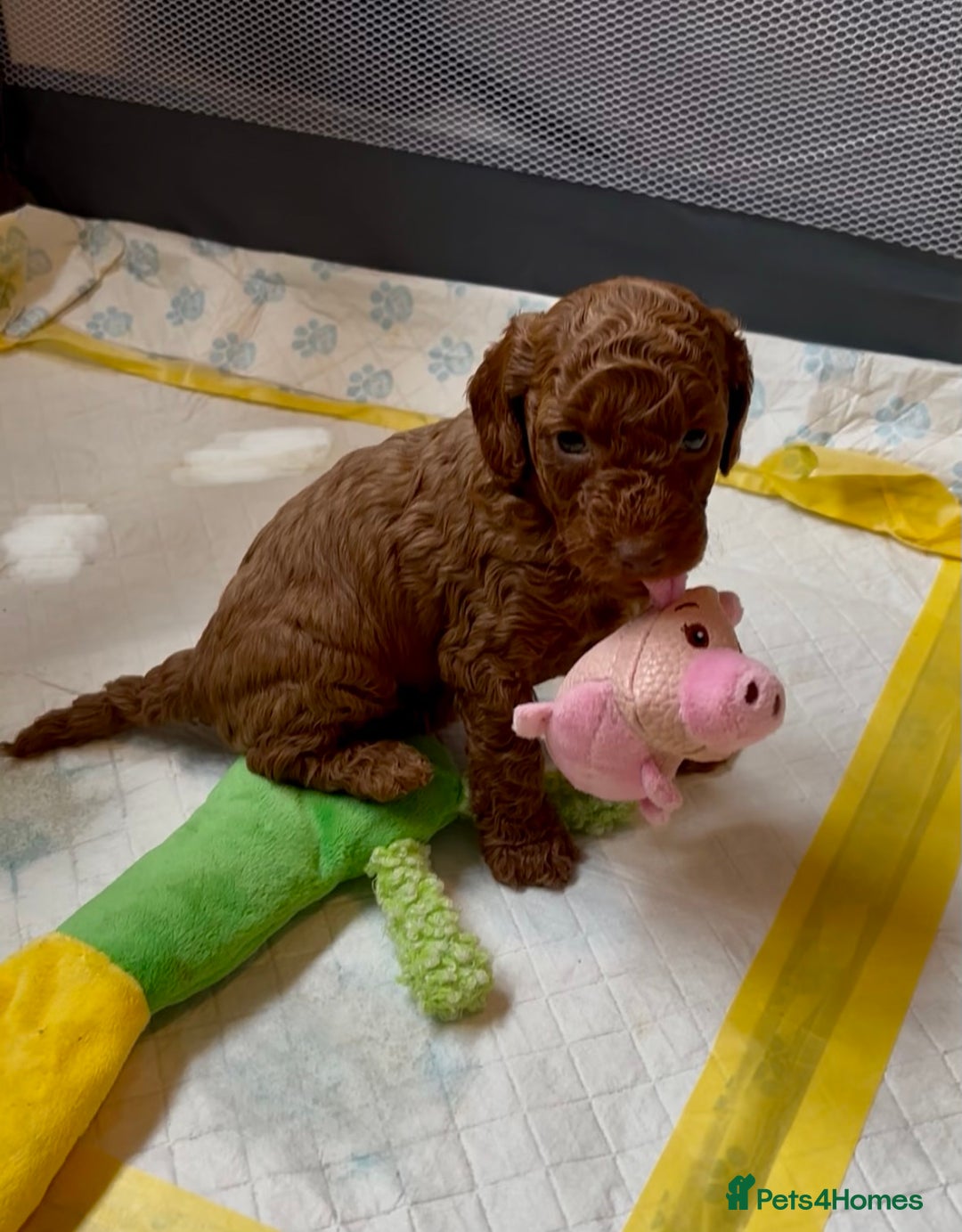 Cockapoo dogs for sale: Stunning Fox Red F1B Cockapoos only 1 girls left - Image 10