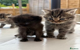 Persian cats for sale: 3 Stunning Female Kittens for Sale  - Image 4