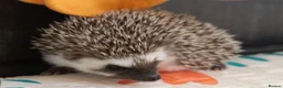 Pygmy Hedgehog rodents for sale: Three beautiful boys for sale - Advert 7