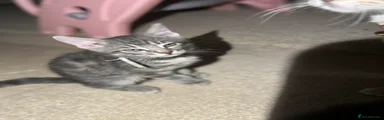Bengal 5