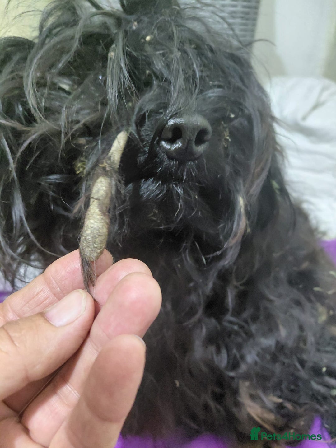 Mixed Breed dogs for adoption: 💛 BRINDY - A Sweet Little Black Velvet Girl 💛🐾 - Advert 16