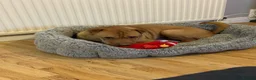 Mixed Breed dogs for sale: Loving home for King - Advert 5