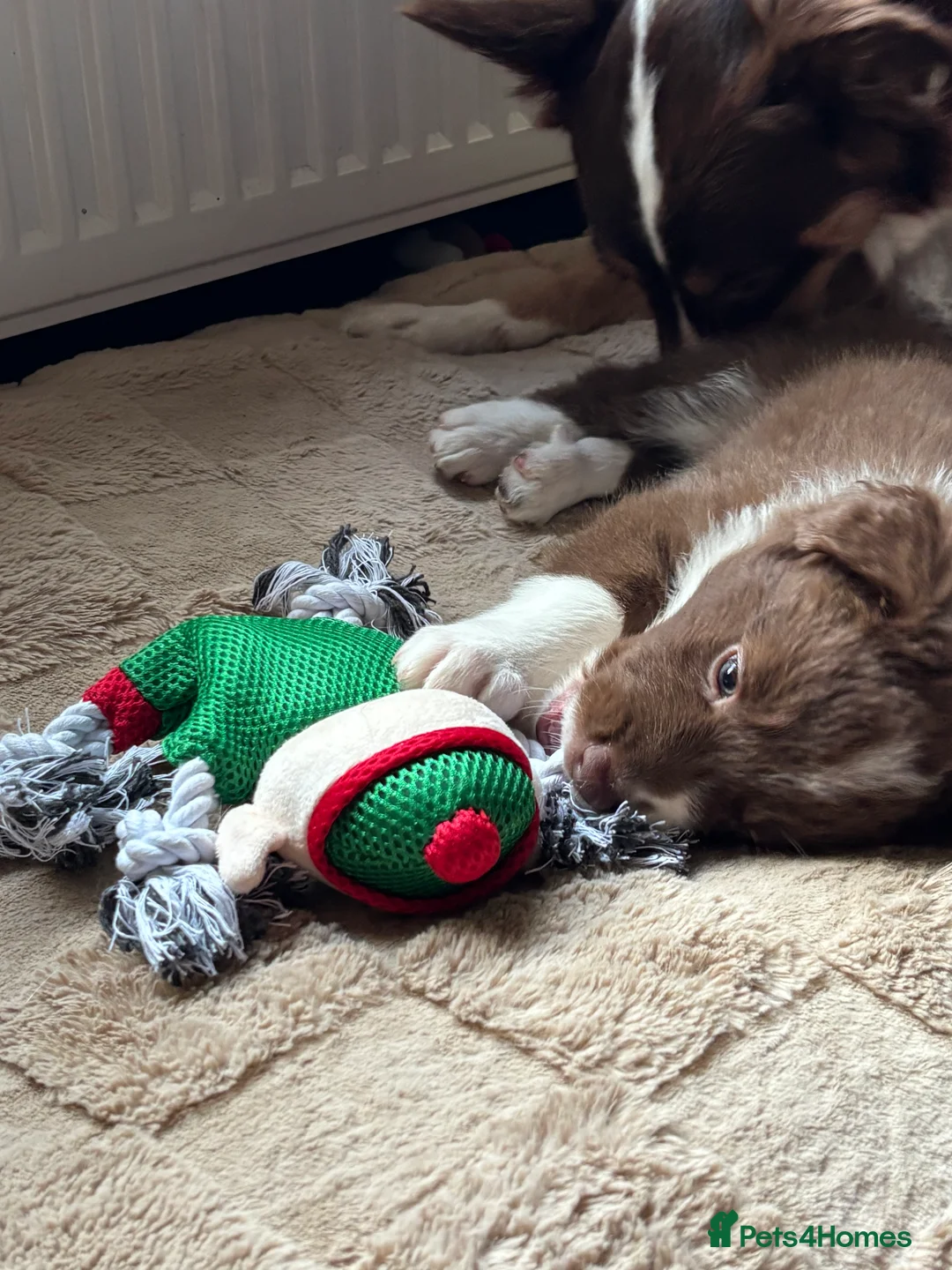 Border Collie dogs for sale: 4 border collie puppies - Advert 4