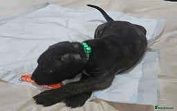 Cane Corso dogs for sale: Cane corsos  puppies  - Image 13