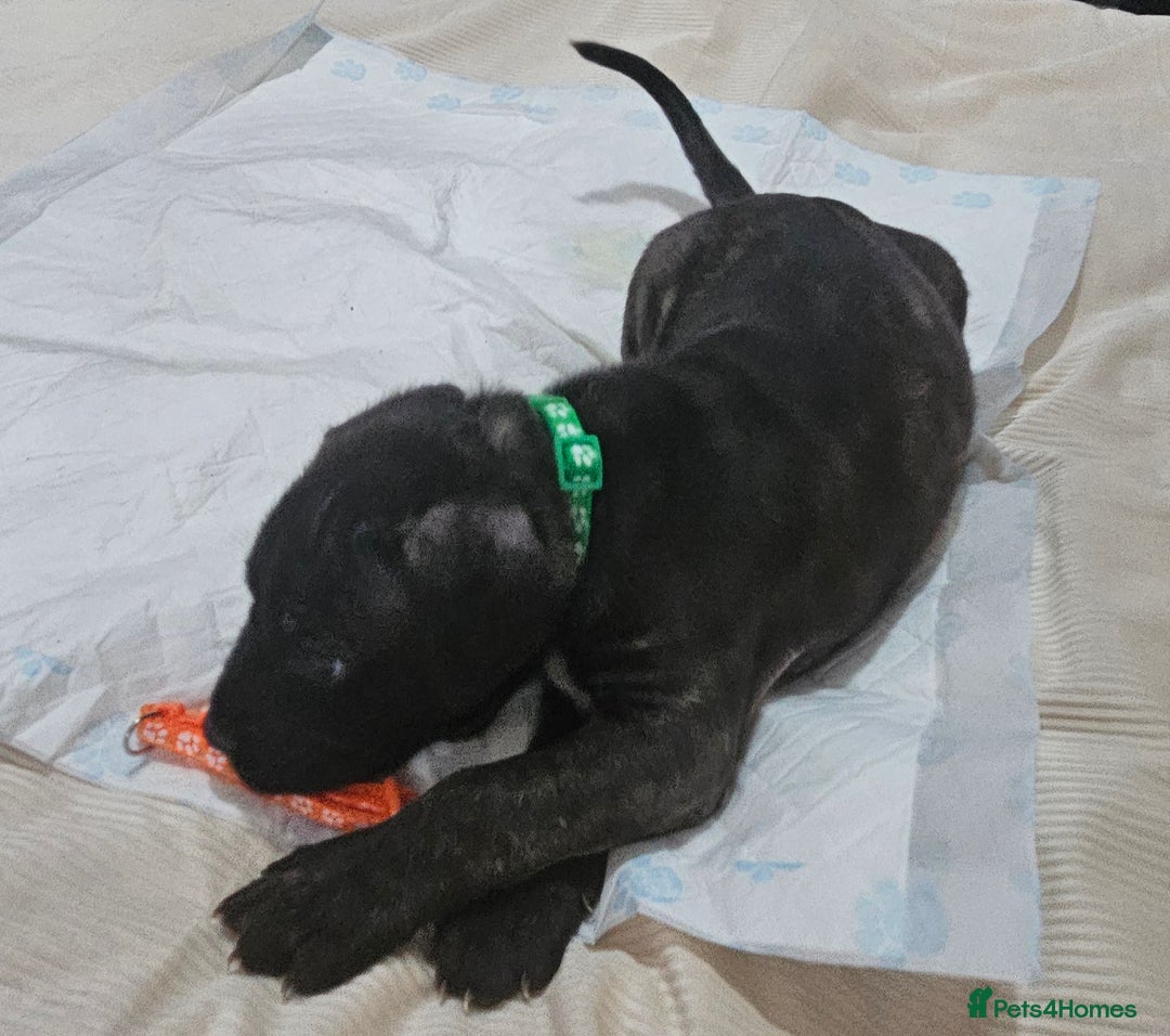 Cane Corso dogs for sale: Cane corsos  puppies  - Image 13