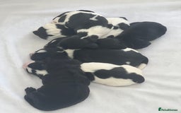 Sprocker dogs for sale: Sprocker Spaniel Puppies - Image 15