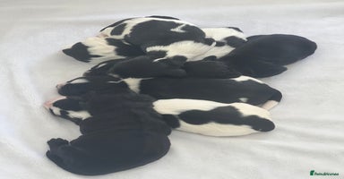 Sprocker dogs - Advert 7