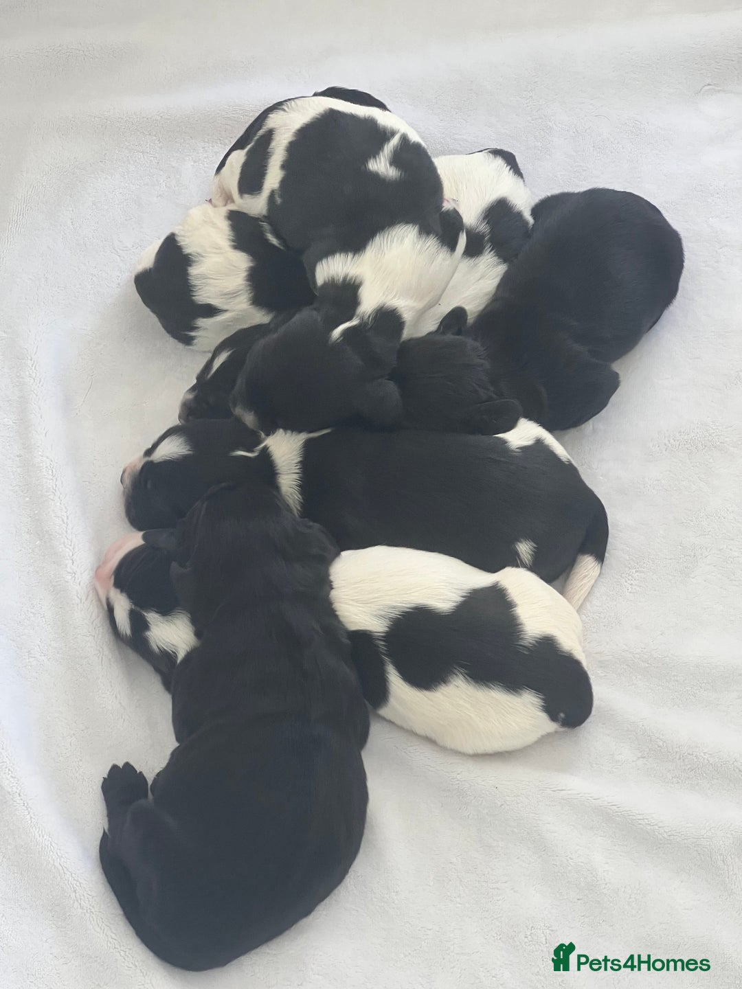 Sprocker dogs for sale: Sprocker Spaniel Puppies - Image 15