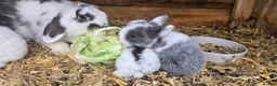 Mini Lop rabbits for sale: Baby mini lops / lion lops in Nottingham - Advert 7
