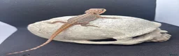 Bearded Dragon reptiles for sale: Spectacular baby dragons ready now  - Advert 9