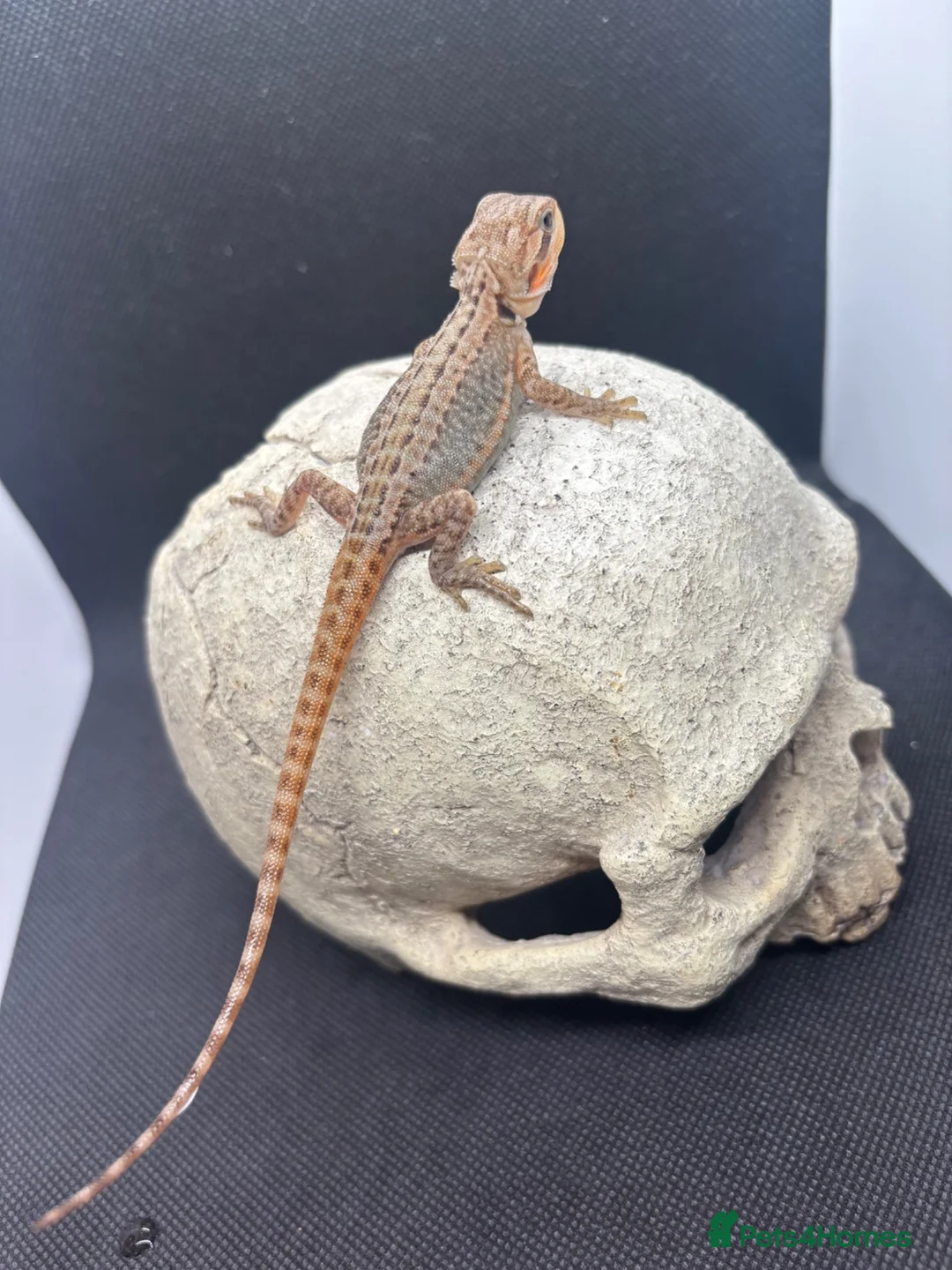 Bearded Dragon reptiles for sale: Spectacular baby dragons ready now  - Advert 9