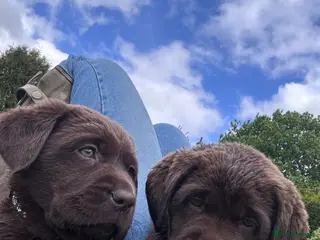 Labrador Retriever dogs True Show Line Chunky Labrador Puppies - Advert 9