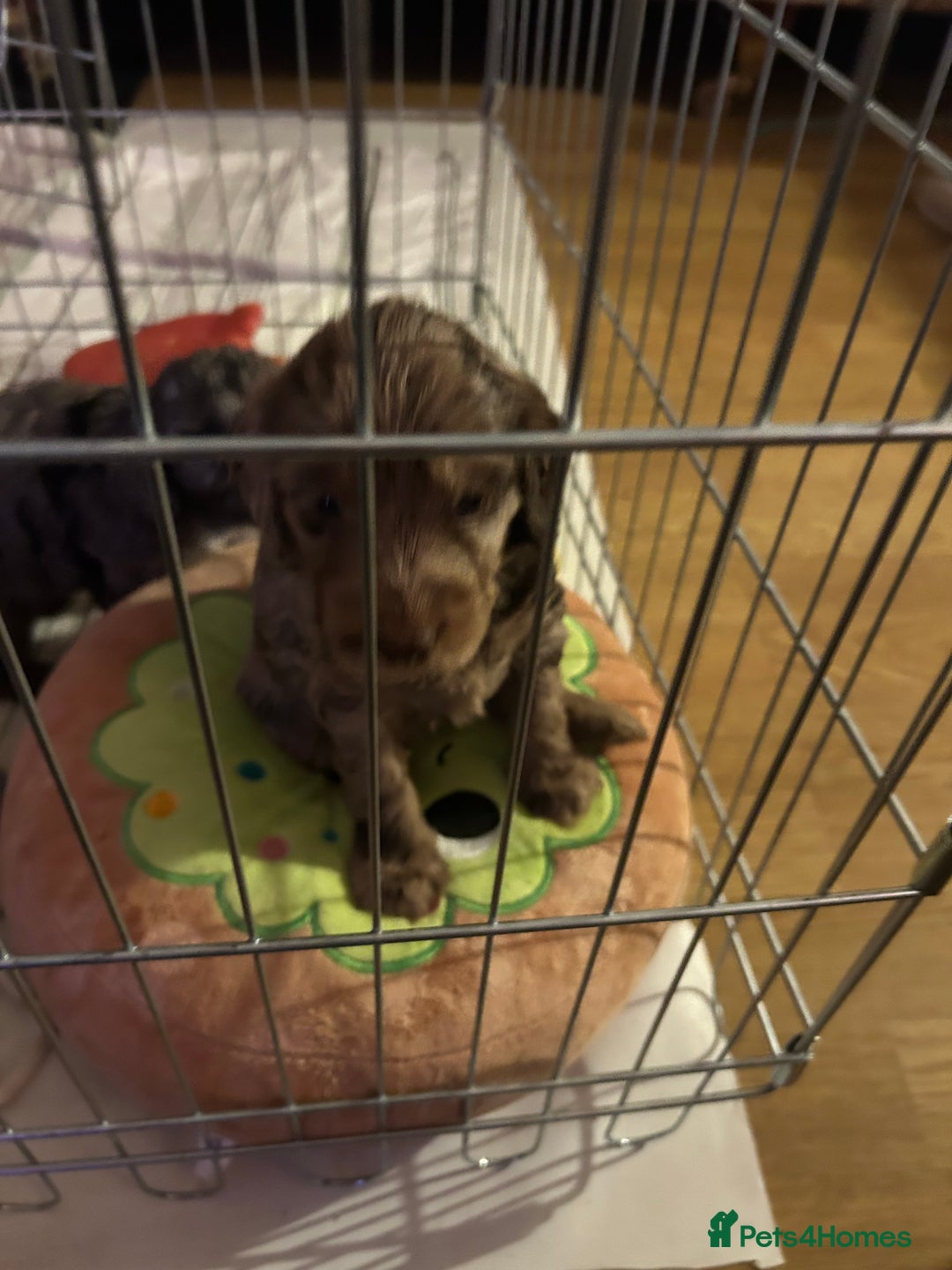 Cockapoo dogs for sale: Beautiful F2 Cockapoo Puppies  - Image 18