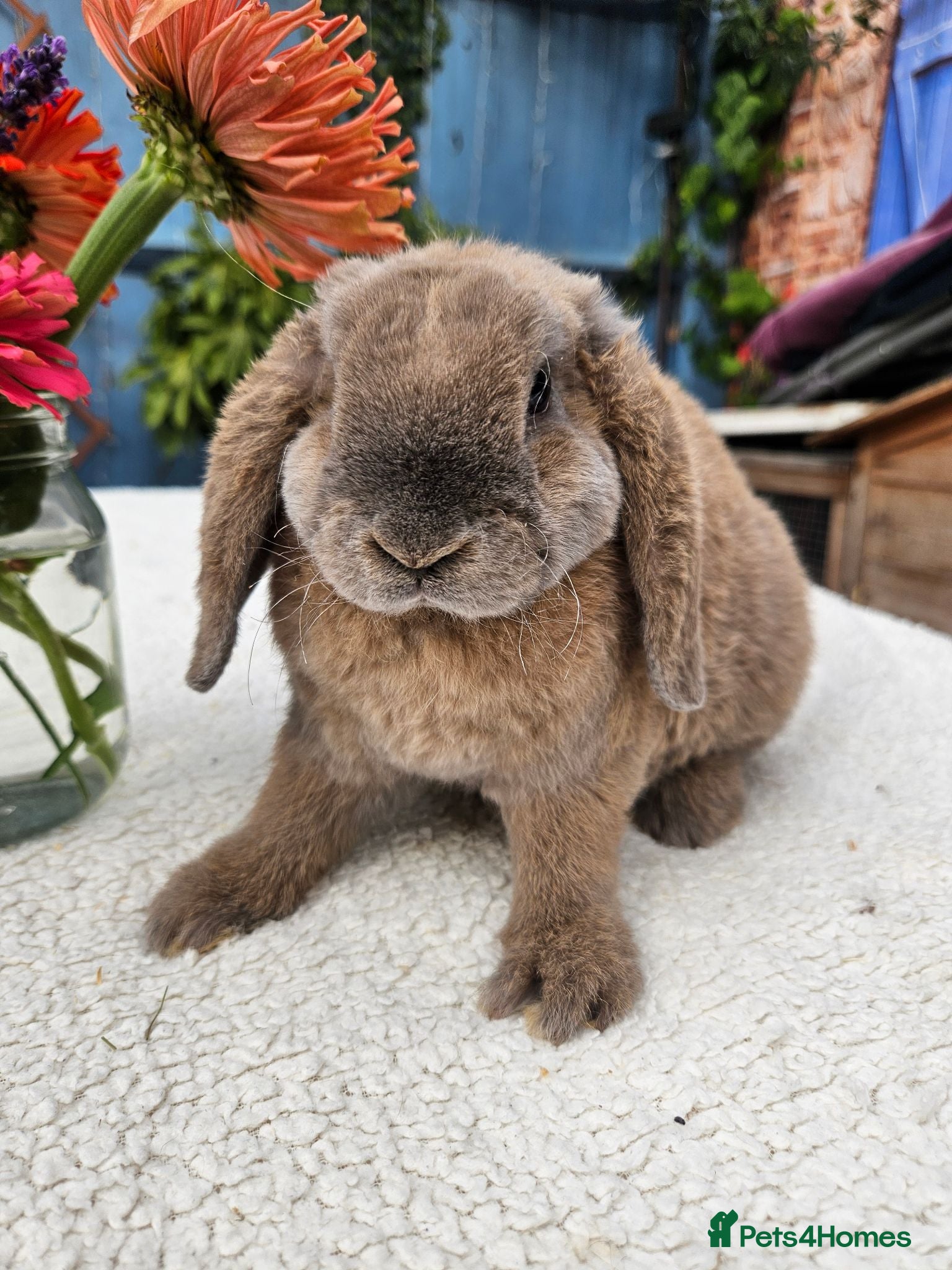 Mini Lop rabbits 9 weeks Purebred Mini Plush Lops- Suffolk - Advert 2
