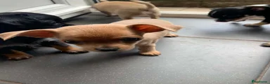 Chihuahua 2
