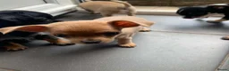 Chihuahua dogs for sale: 5 beautiful chihuahua pups  - Advert 7