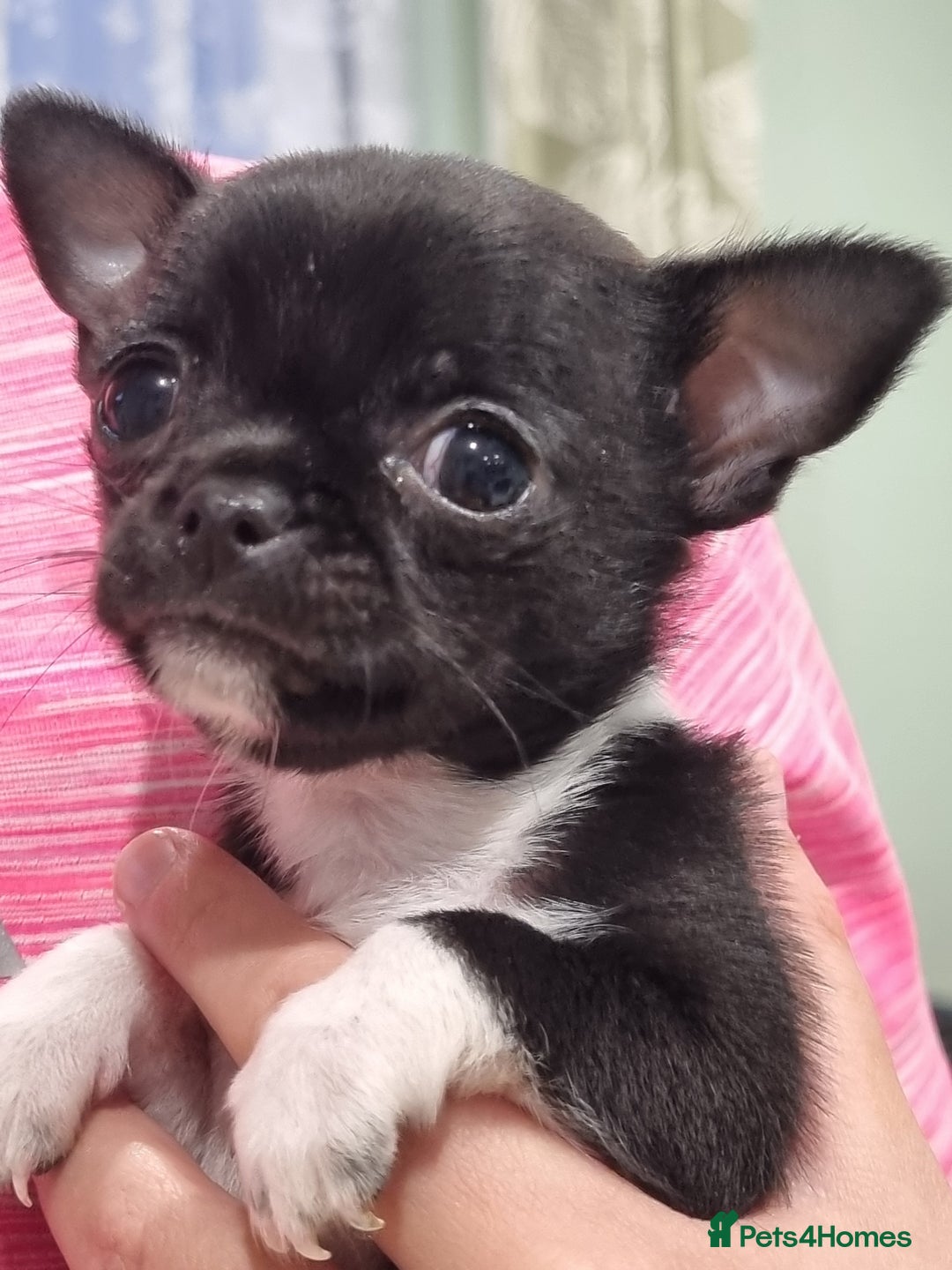 Chihuahua dogs for sale: Female chihuahua  - Image 1