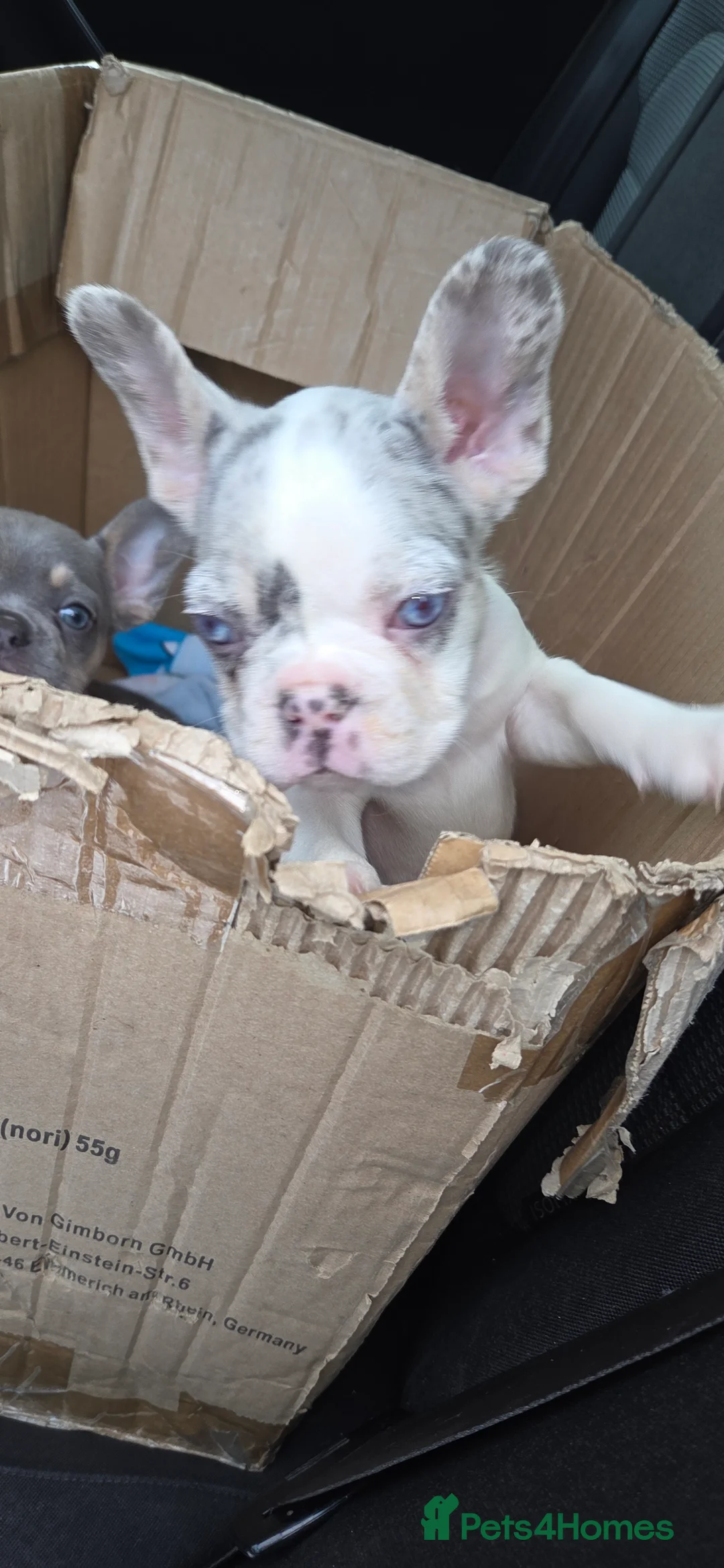 French Bulldog dogs for sale: French bulldog puppys kc registered  - Advert 2